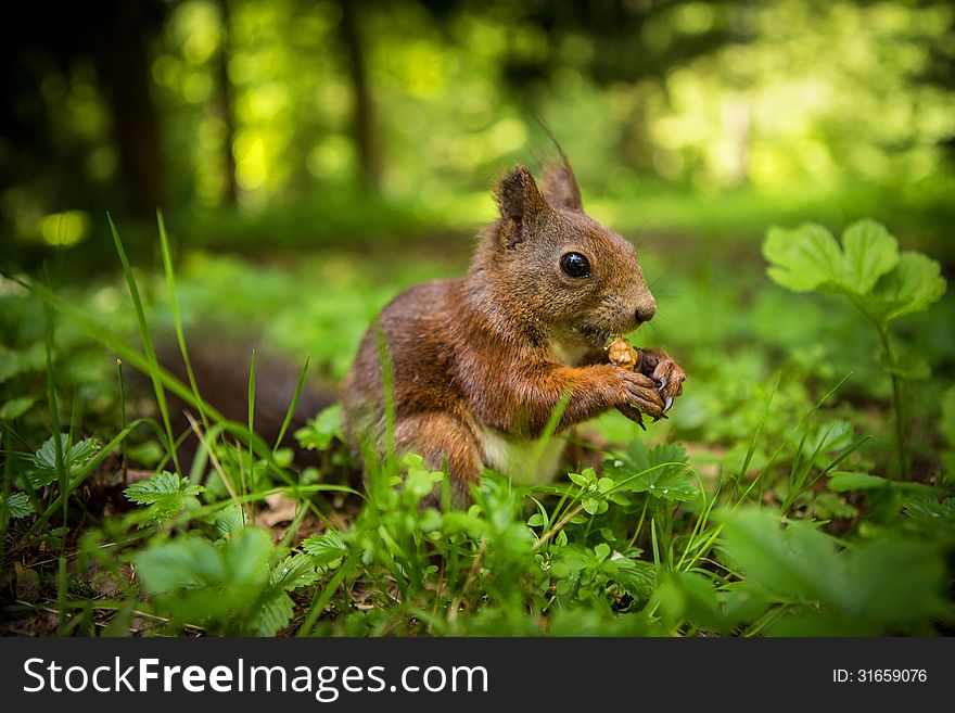 Squirrel eats a nut in the grass