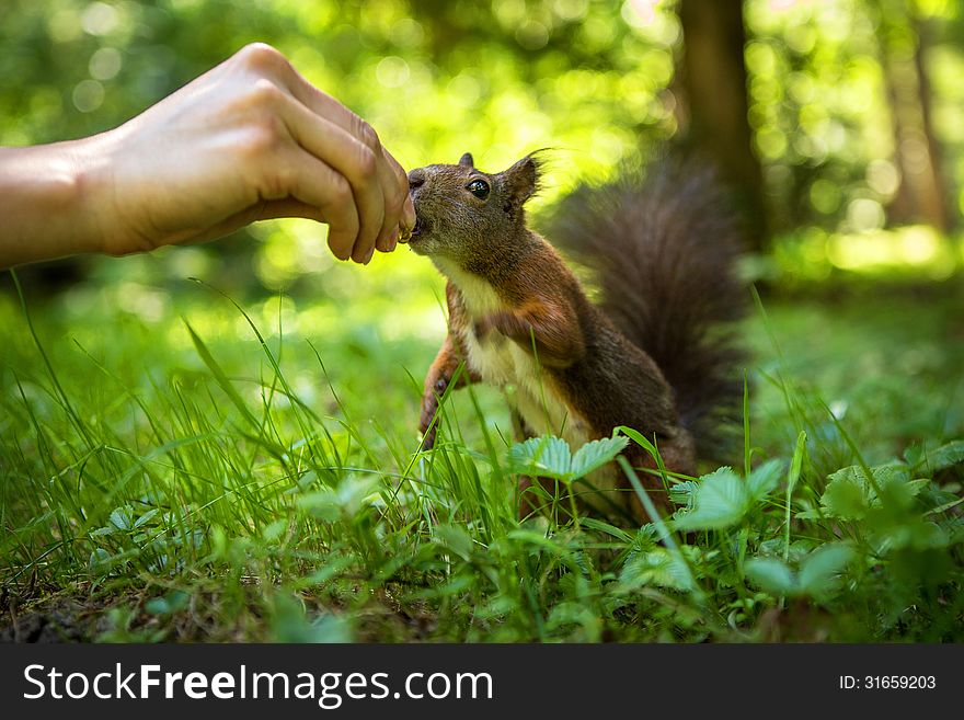 Squirrel gets a nut by hand
