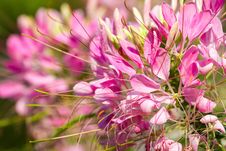 Small Pretty Pink Flowers Stock Image Small Pretty Pink Flowers Stock Image