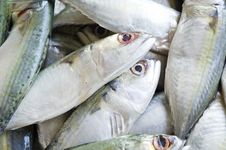Fresh Mackerel Fish Royalty Free Stock Images Fresh Mackerel Fish Royalty Free Stock Images