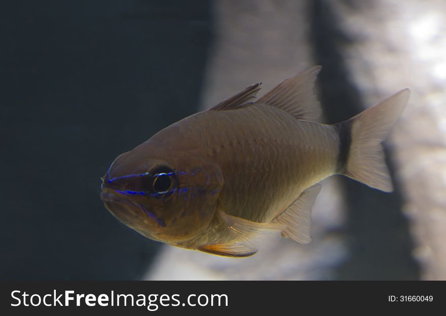 Fish Ring-tailed Cardinalfish.