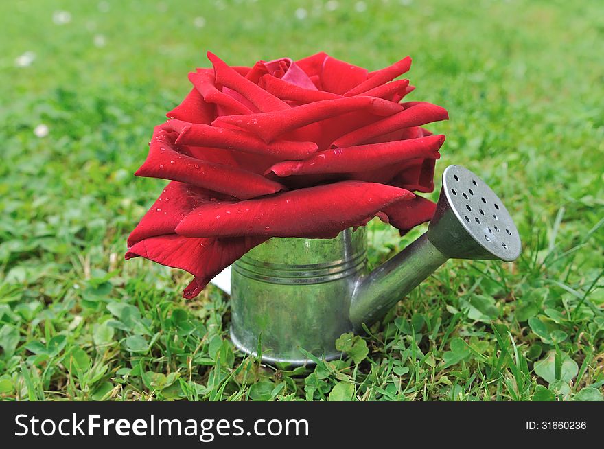 Red rose in watering can