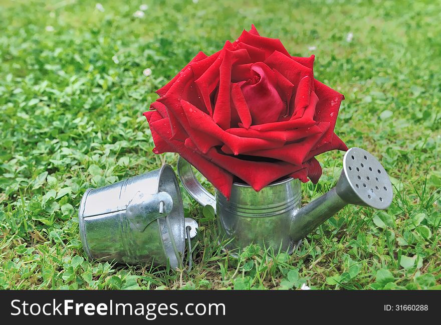 Red rose in a small metal watering can posed in the grass. Red rose in a small metal watering can posed in the grass