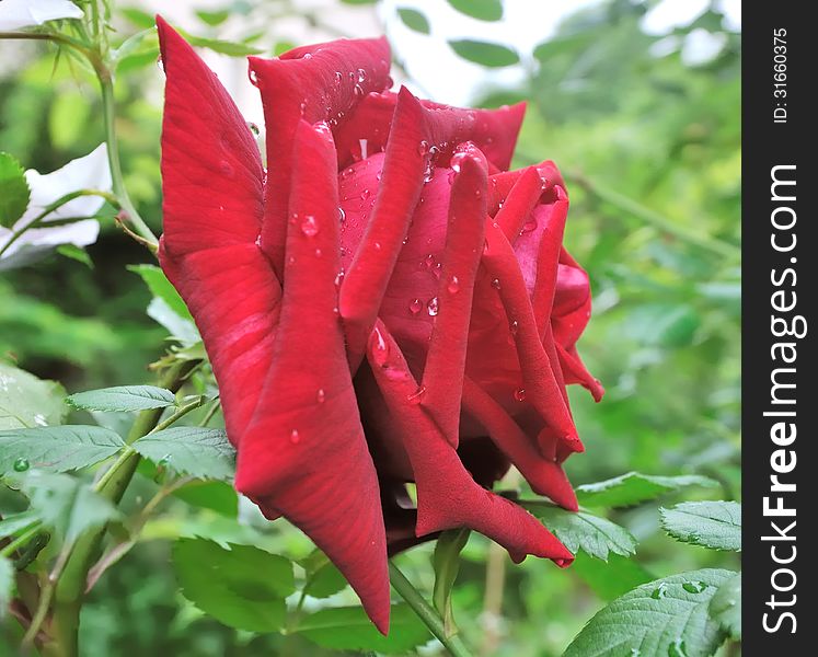 Close up of a pink rose in a garden wet with dew. Close up of a pink rose in a garden wet with dew