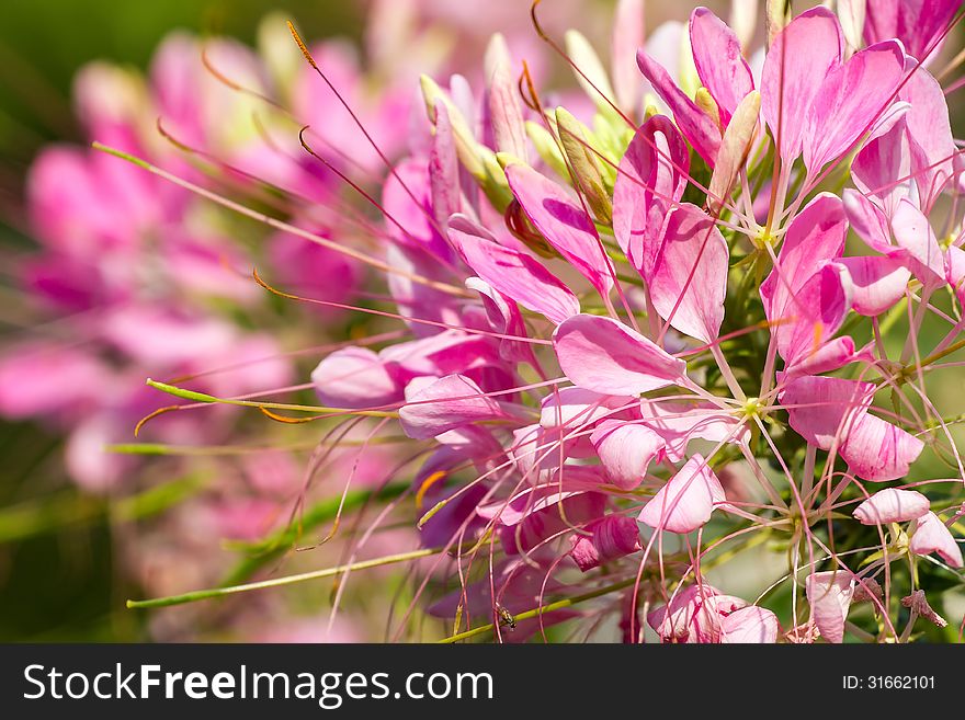 Small pretty pink flowers blooming in a garden