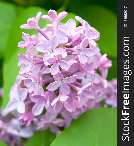 The lilac blossoms on the open air in spring. The lilac blossoms on the open air in spring