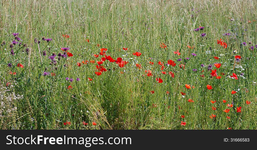 Natural background wild summer flowers in field