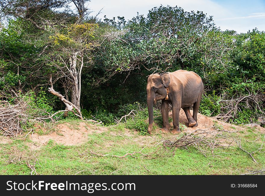Wild Elephant in Yala National Park, Sri Lanka