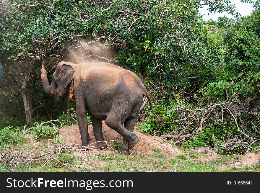 Wild Elephant in Yala National Park, Sri Lanka