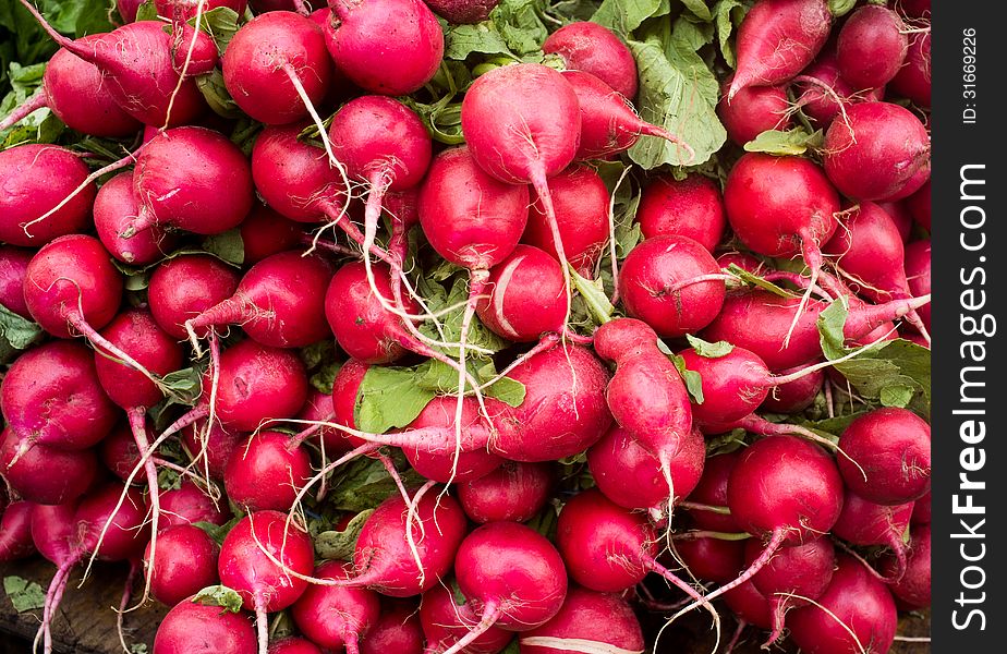Close up photograph of a Fresh Bunch of Bright Red Radish. Close up photograph of a Fresh Bunch of Bright Red Radish