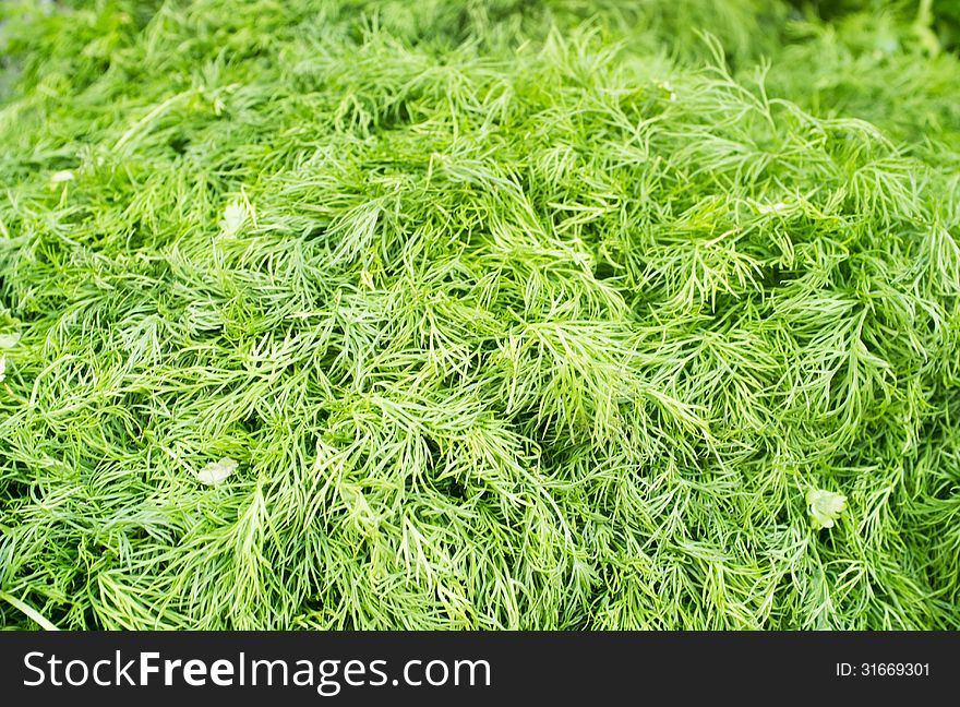 Close up photograph of a Fresh Bunch of Dill. Close up photograph of a Fresh Bunch of Dill