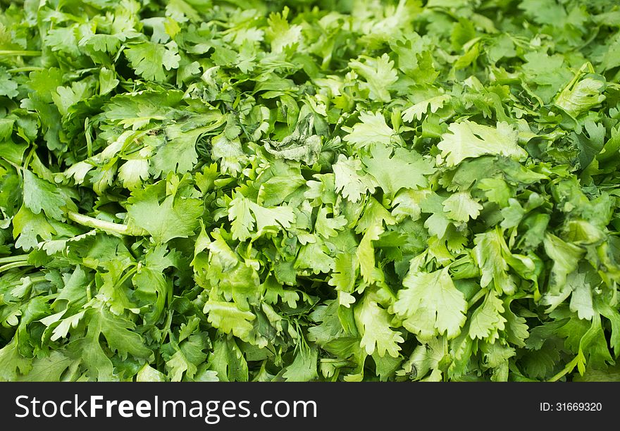 Close up photograph of a Fresh Bunch of Cilantro. Close up photograph of a Fresh Bunch of Cilantro