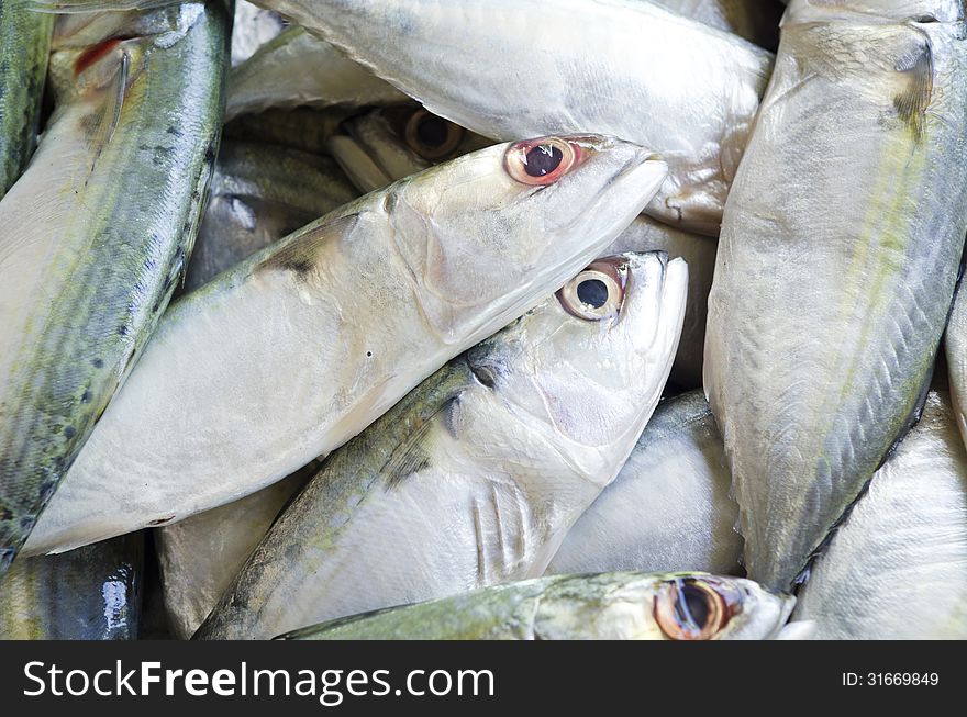 Fresh raw mackerel fish in market. Fresh raw mackerel fish in market.