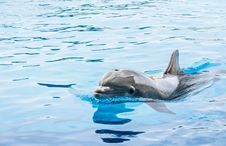 Dolphin In Generic Dolphinarium Stock Photography Dolphin In Generic Dolphinarium Stock Photography