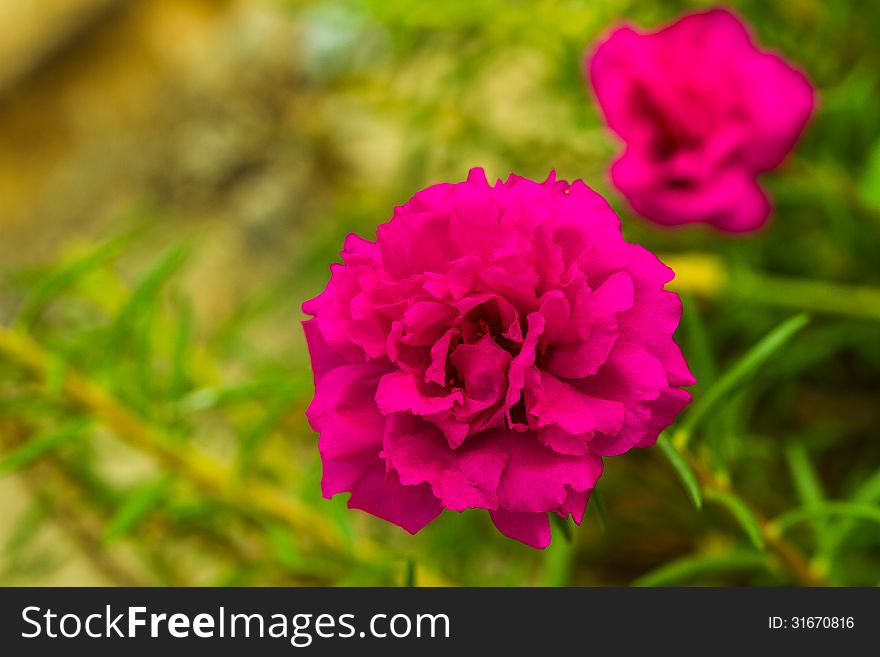 Purple Portulaca Flower