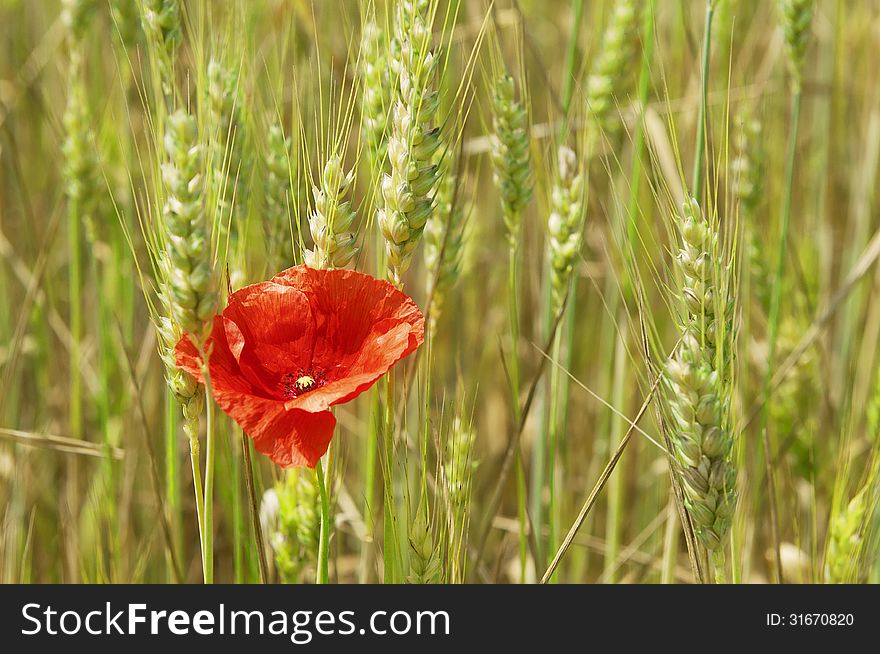 Lonely poppy in the wheat field. Lonely poppy in the wheat field