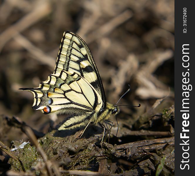 Swallowtail Butterfly close-up on the ground