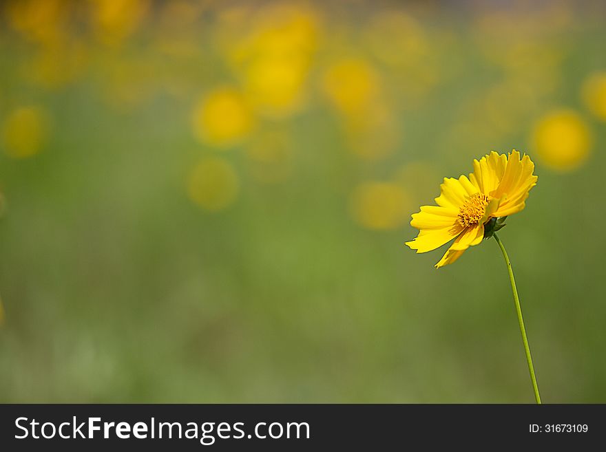 The Lance-leaved coreopsis which grows wild in the vacant land In Japan,this flower is a naturalized plant and an object of extermination.