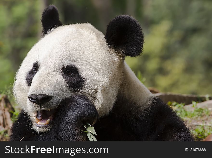 Close-up shot of a giant panda bear showing teeth while chewing on a piece of bamboo. Close-up shot of a giant panda bear showing teeth while chewing on a piece of bamboo