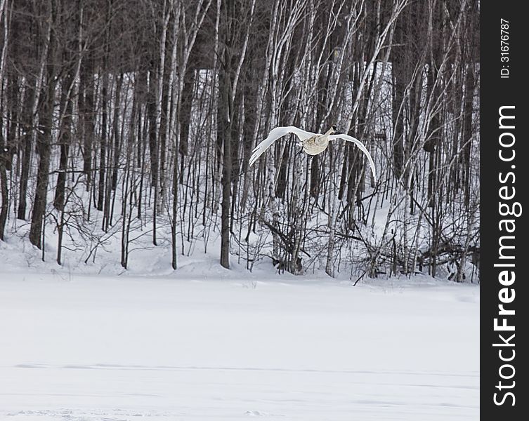 Trumpeter swan flying