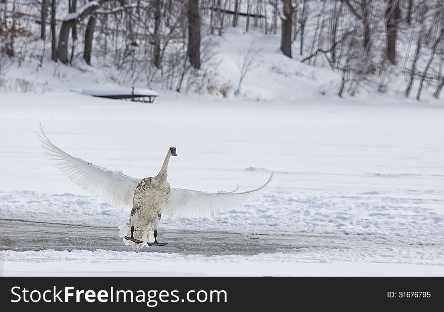 Trumpeter Swan landing