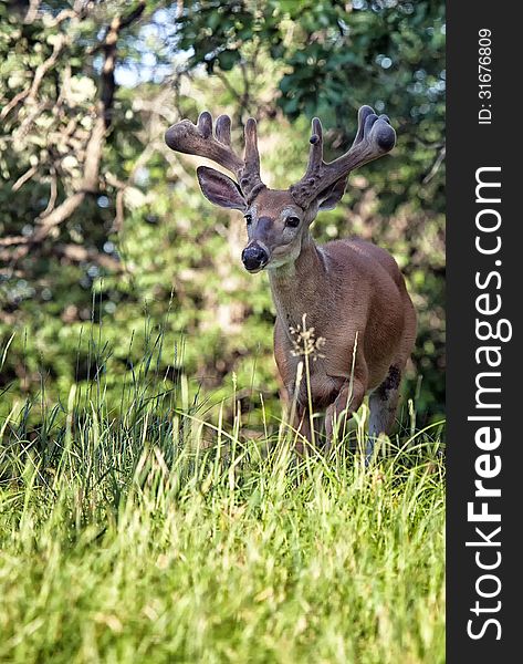 Whitetail deer buck in velvet. Summer in Wisconsin