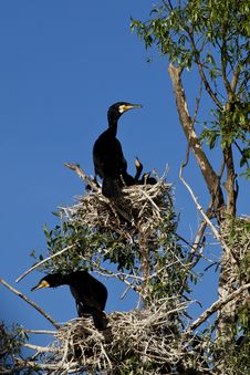Cormorants At Nest In Danube Delta Royalty Free Stock Image Cormorants At Nest In Danube Delta Royalty Free Stock Image