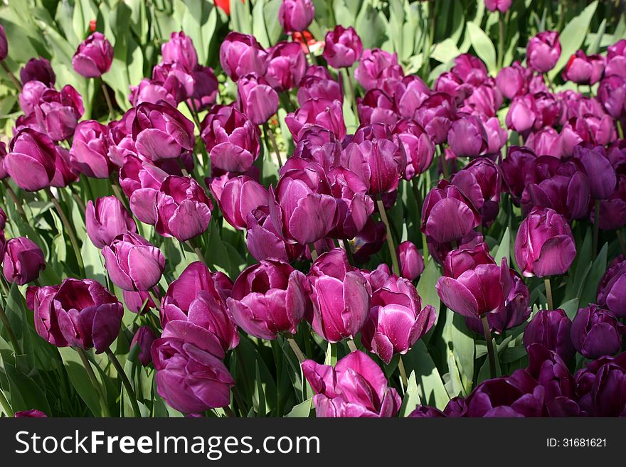 Photo of beautiful spring flowers. Photo of beautiful spring flowers