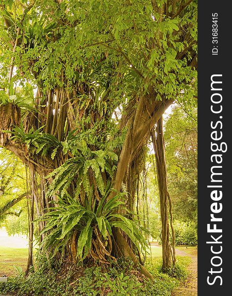 Great banyan tree with a lot of different plant grows on it's roots. Great banyan tree with a lot of different plant grows on it's roots
