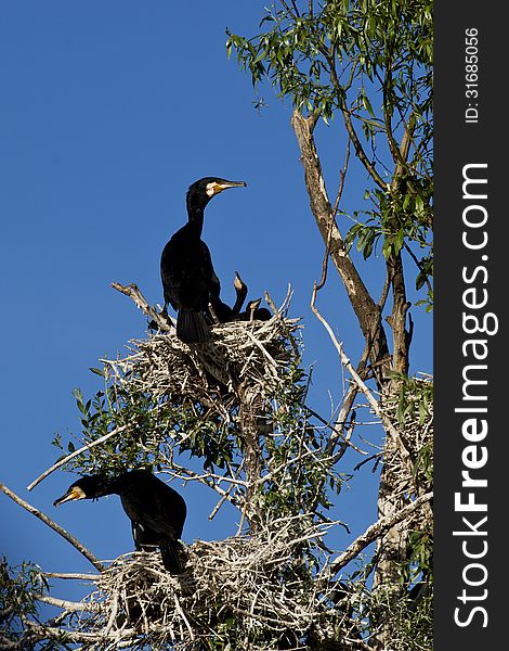 Cormorants at nest in Danube Delta