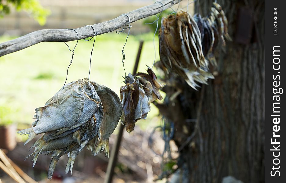 Fish With Salt Hanged To Dry In The Garden