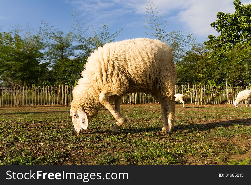 Sheep grazing   in the farm