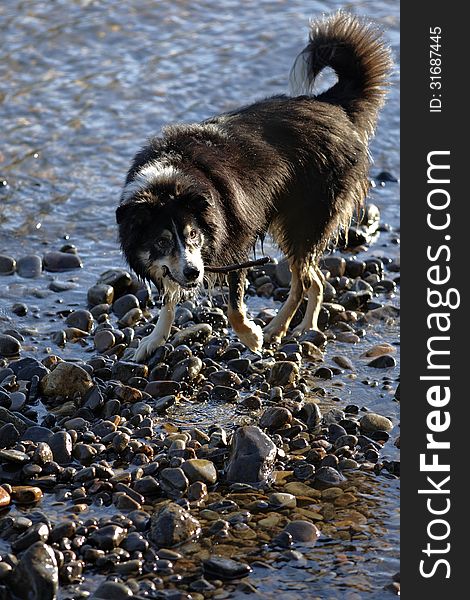 Border Collie dog retrieving stick from shallow river. Border Collie dog retrieving stick from shallow river