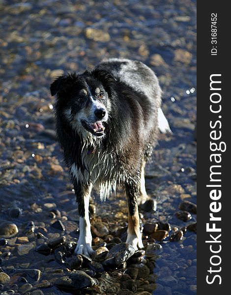 Border Collie standing in shallow river