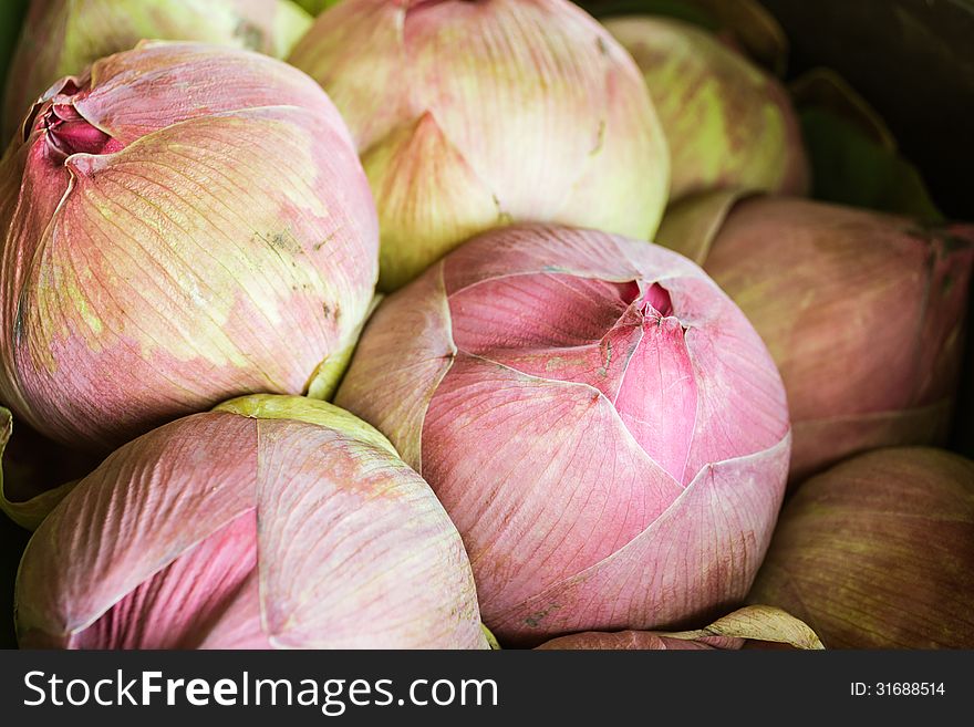 Close up a bunch of pink lotus