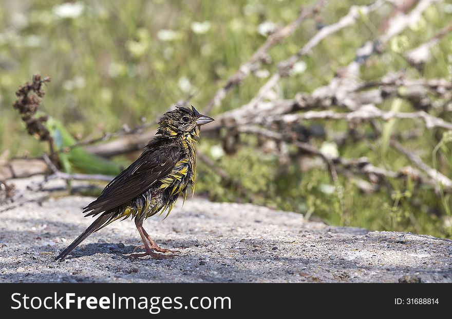 Black-headed Bunting &x28;Emberiza melanocephala&x29