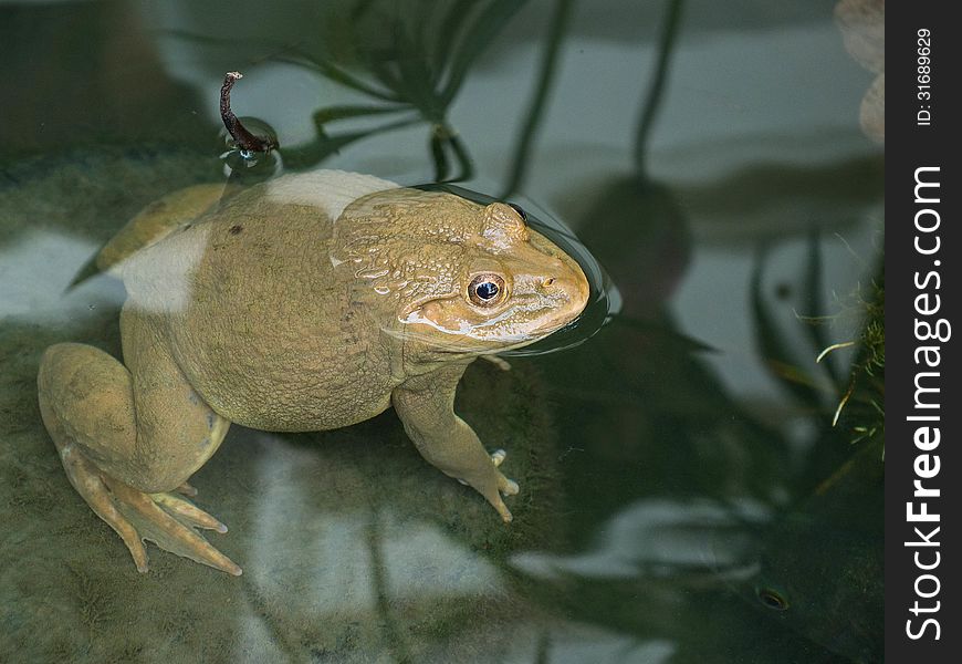 An albino frog swims in a pond.