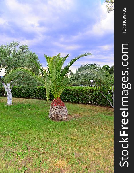 Image of a small palm tree