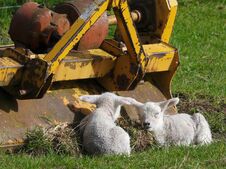 Lambs Resting By Farm Machinery. Royalty Free Stock Image