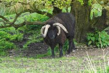 Hebridean Ram With Four Horns. Royalty Free Stock Images