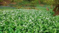 Ramsons In Flower During Spring In The Uk. Royalty Free Stock Photo