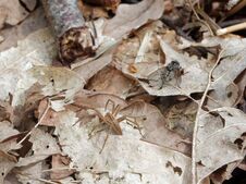 Nursery Spider And Flesh Fly Inches Apart On Dead Leaves. Stock Images