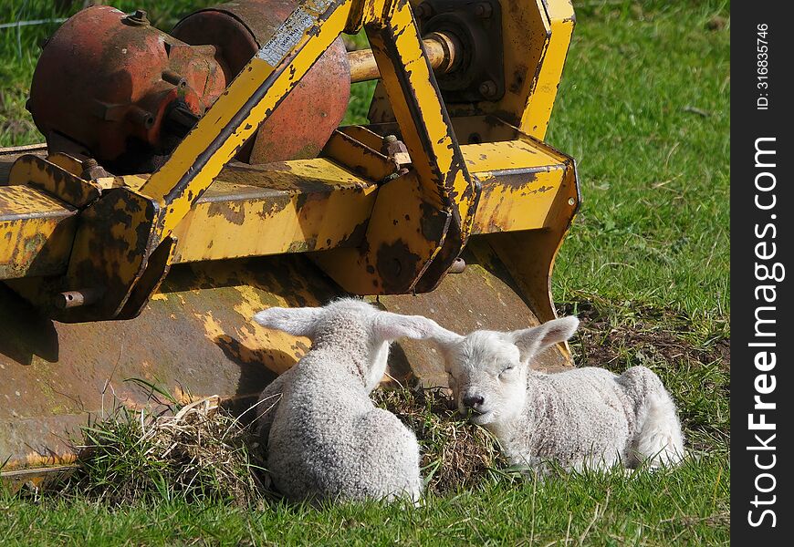 Lambs resting by farm machinery.