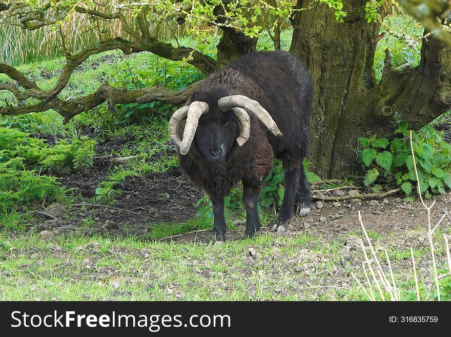 Hebridean Ram with four horns.