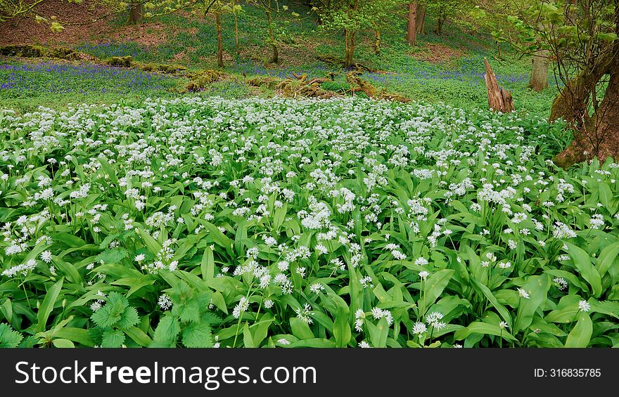 Ramsons In Flower During Spring In The Uk.