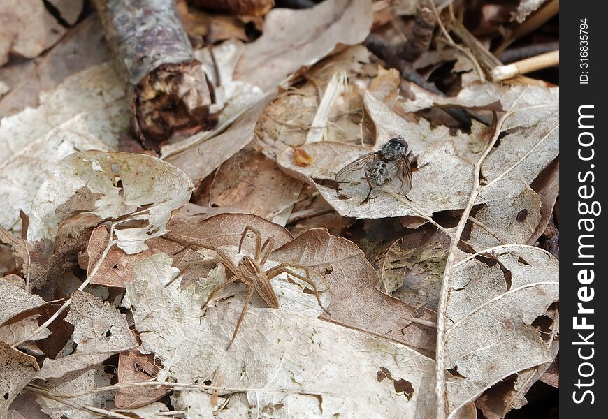 Nursery spider and Flesh fly inches apart on dead leaves.