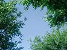 Nature Sky With Green Trees Stock Images