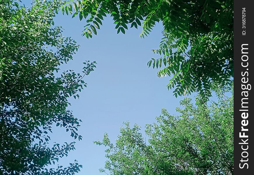 Nature Sky With Green Trees
