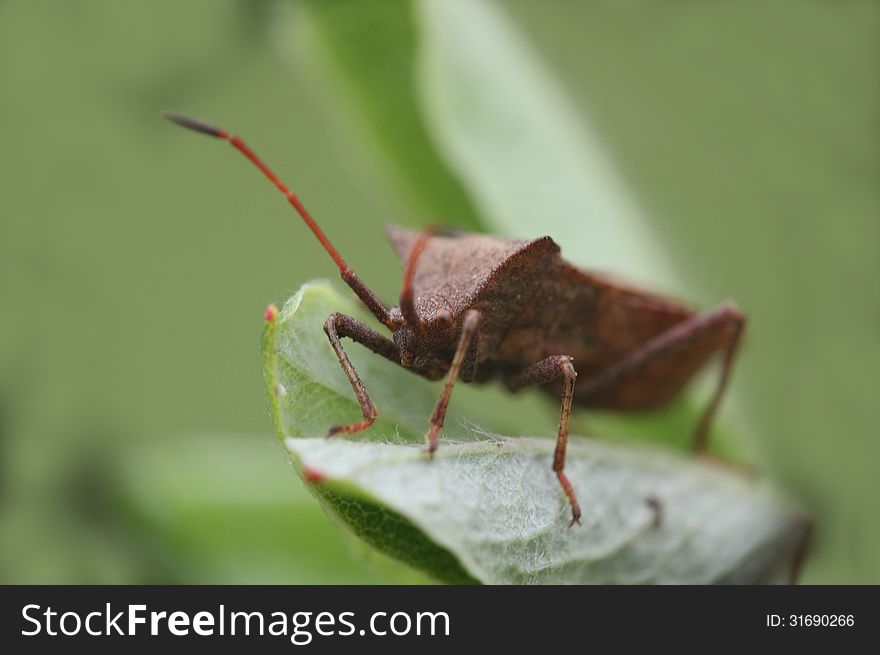 Brown beetle on the green leaf extreme close-up photo. Brown beetle on the green leaf extreme close-up photo