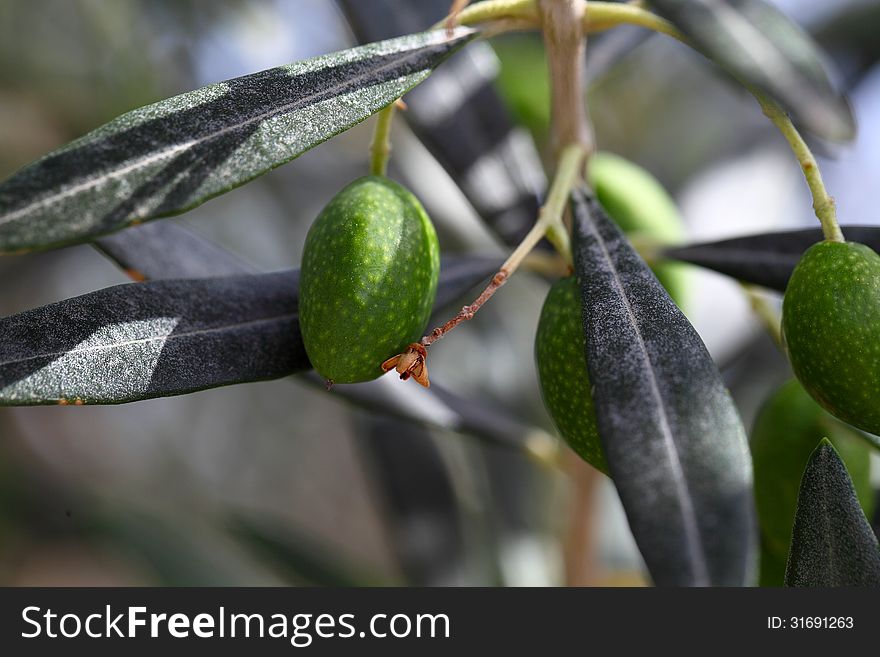 Olives on olive tree in summer